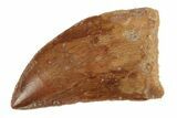 Serrated, 1.28" Juvenile Carcharodontosaurus Tooth  - #200736-1